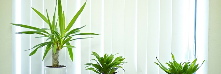 How office plants boost productivity