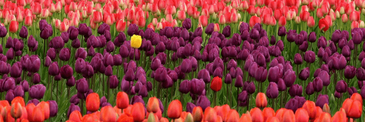 multi-colored tulips