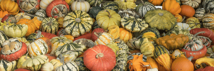 pumpkin patch picking