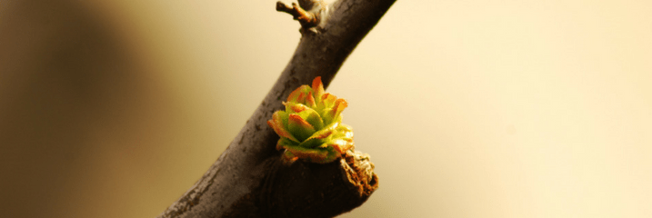 plant growing