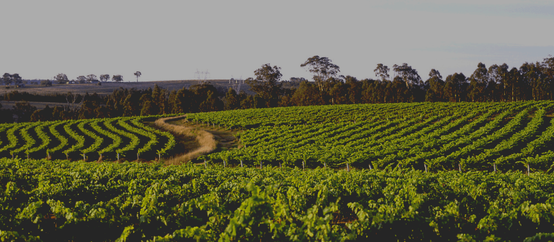 Sonoma vineyard hillside